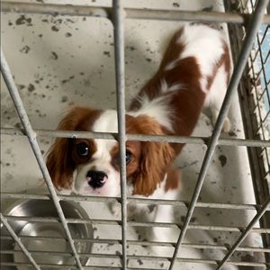 Meet your Posher, Kelpy